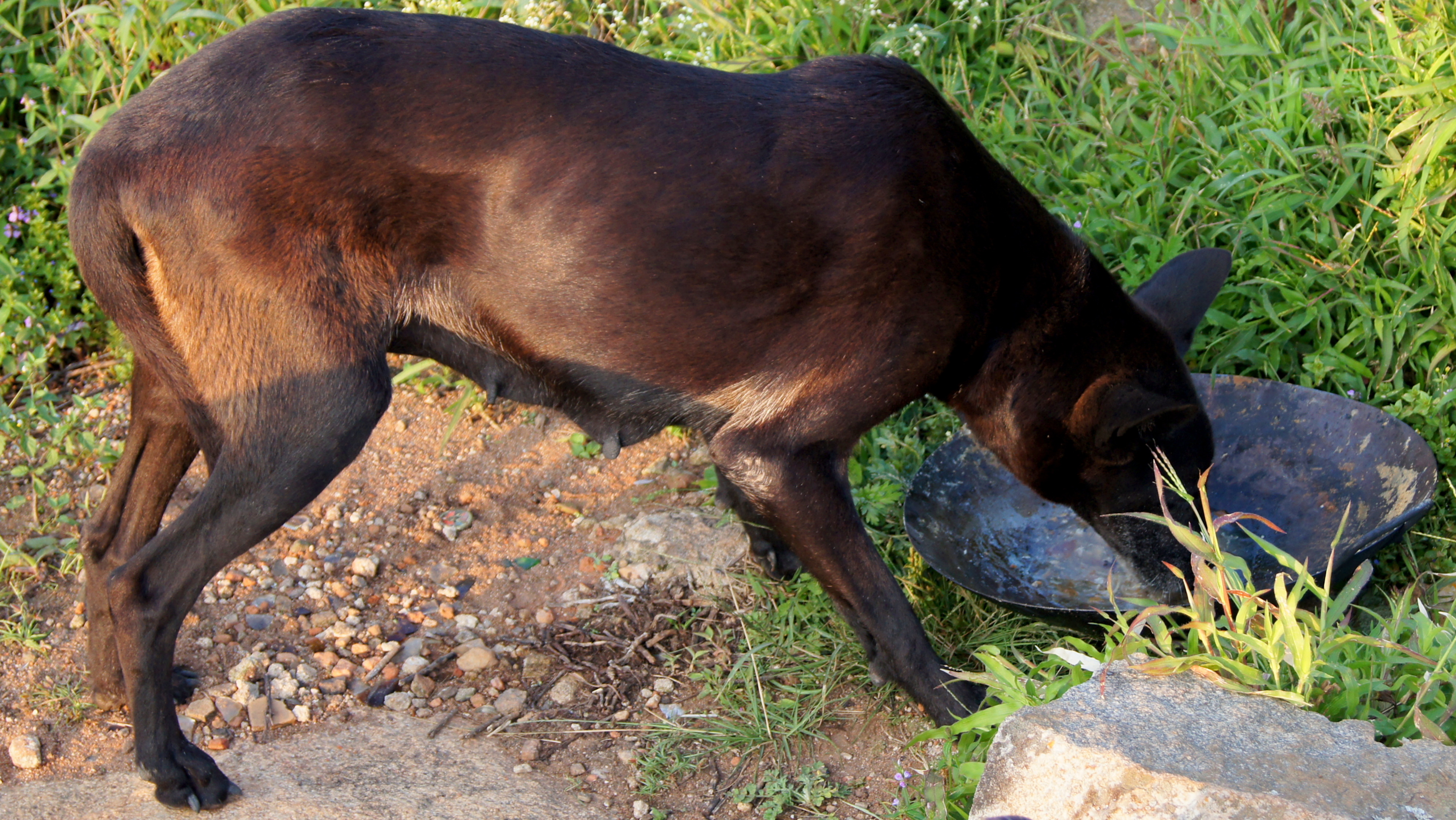 Sharing the urban space – Scientific study helps unfold the often misunderstood human-stray dog conflict